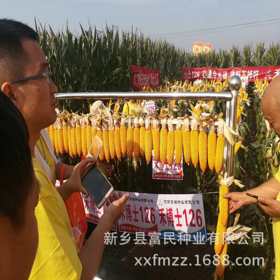 高产玉米种子 禾博士126 4400粒/袋